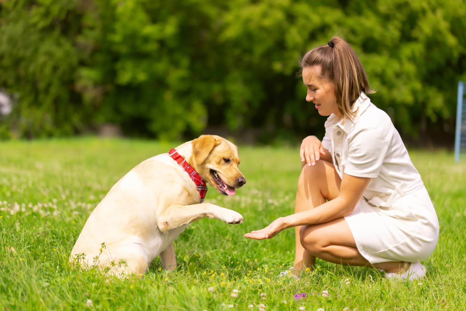 Emotional Support Dog Training Phoenix: Unlocking Confidence, Calm, and Connection