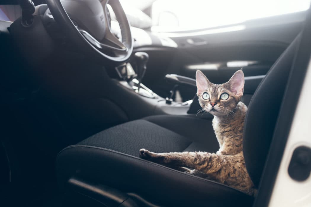 Fast Pet Certificates UK with Vet Home Certs