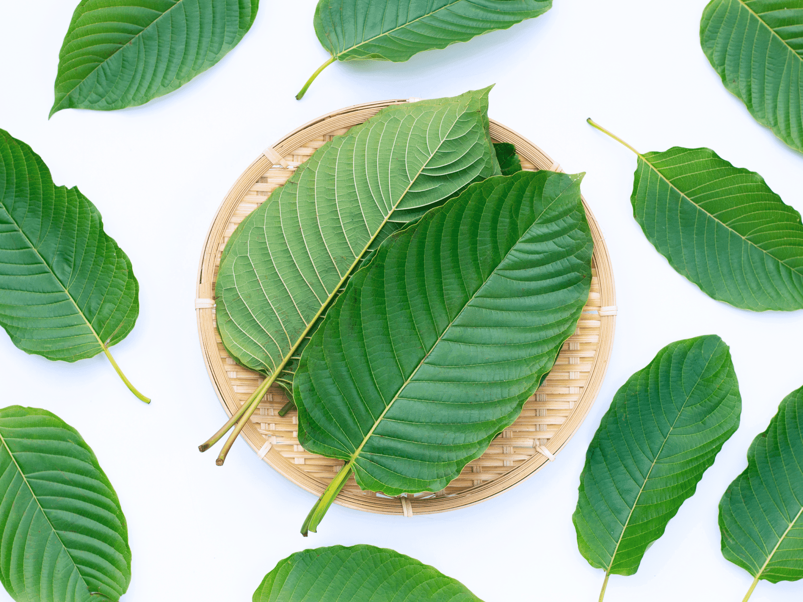 Organic Kratom Drinks Thailand – Boost Your Wellness Naturally